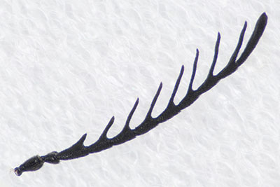 ムナビロアカハネムシ♂左触角
拡大図