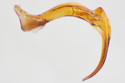 テラニシセスジゲンゴロウ♂交尾器