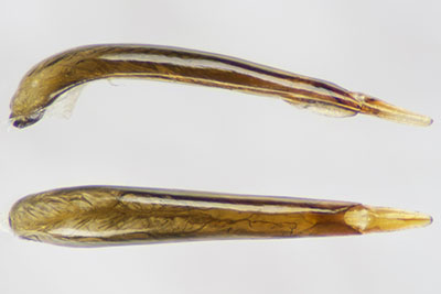 フジナガハムシダマシ♂交尾器