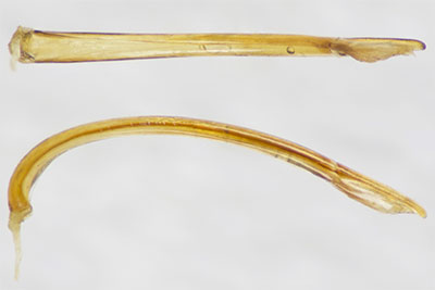 クリノウスイロクチキムシ♂交尾器