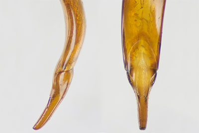マルセルエグリゴミムシダマシ♂交尾器