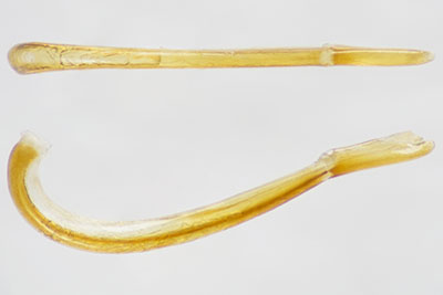 ナミウスイロクチキムシ♂交尾器