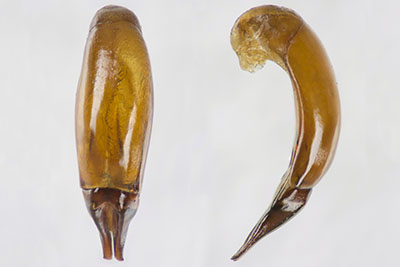 スジコガシラゴミムシダマシ♂交尾器