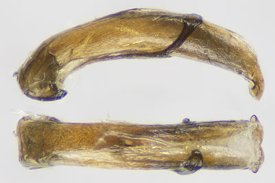 ヒゲナガウスバハムシ♂交尾器
