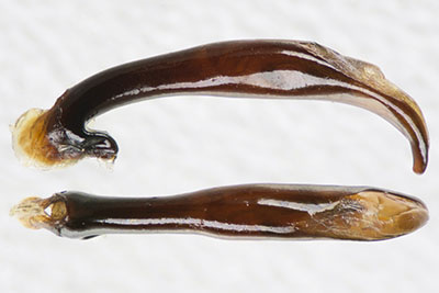 アカガネオサムシ♂交尾器