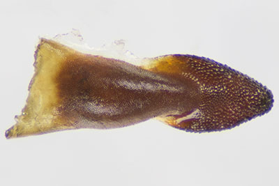 アカガネオサムシ♂交尾器指状片