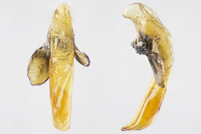 アオグロヒラタゴミムシ♂交尾器