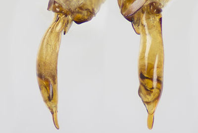 ホシハネビロアトキリゴミムシ♂交尾器