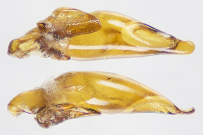 キタホソアトキリゴミムシ♂交尾器