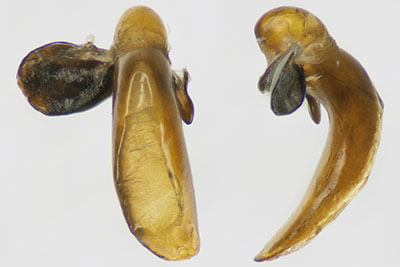 コホソナガゴミムシ♂交尾器