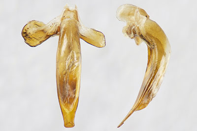 コキベリアオゴミムシ♂交尾器