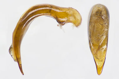 クロツヤヒラタゴミムシ♂交尾器