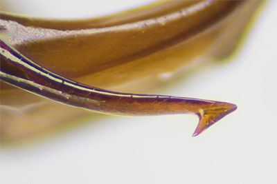 マルガタゴミムシ♂交尾器右側片