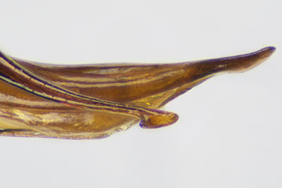 ニセマルガタゴミムシ♂交尾器右側片
