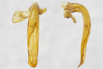 ノグチアオゴミムシ♂交尾器