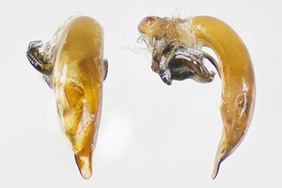 タカオヒメナガゴミムシ♂交尾器