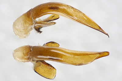トゲアシゴモクムシ♂交尾器