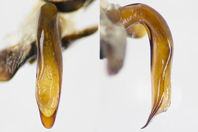 トックリゴミムシ♂交尾器