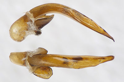 ウスアカクロゴモクムシ♂交尾器
