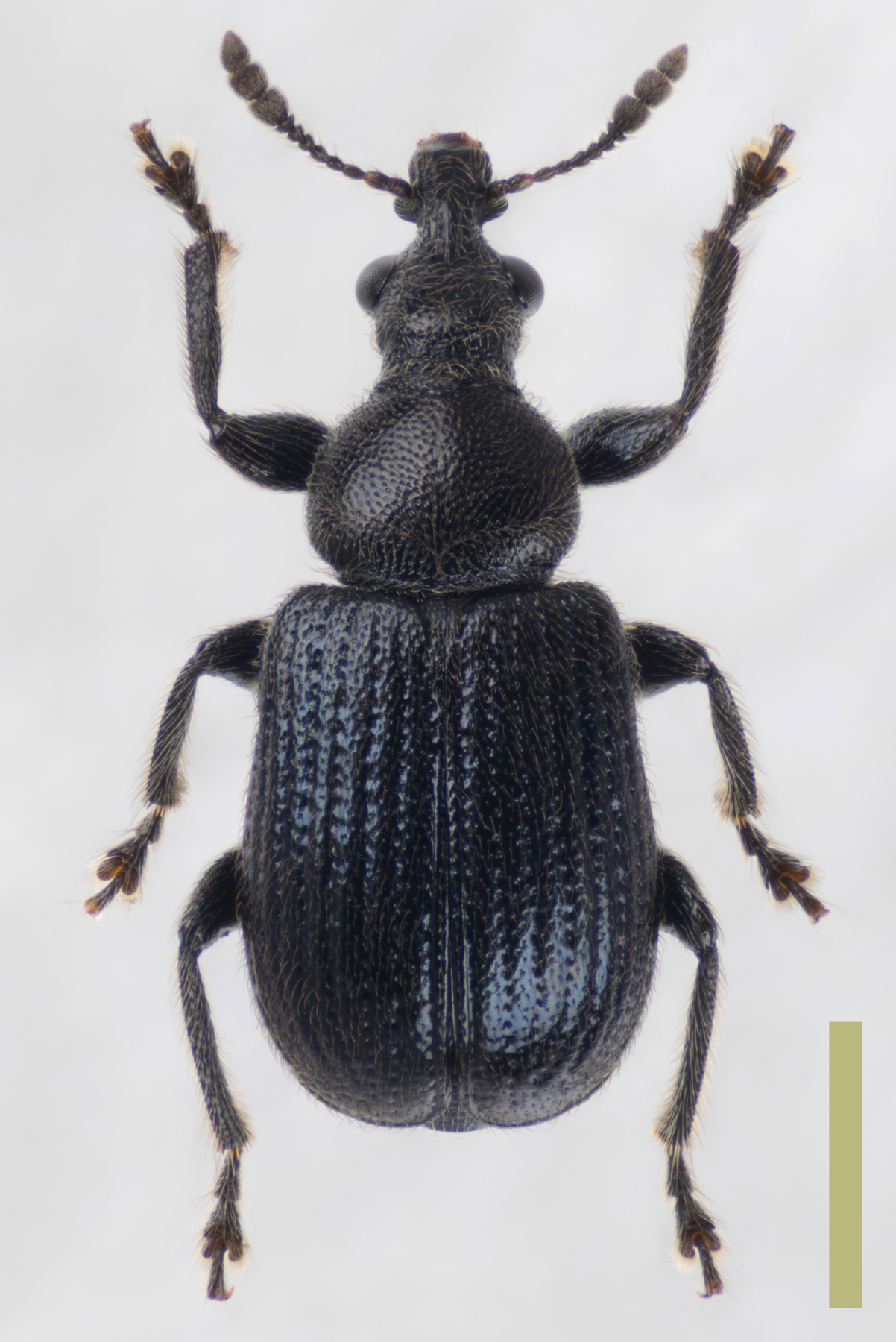 ヤドカリチョッキリ　オス　拡大図