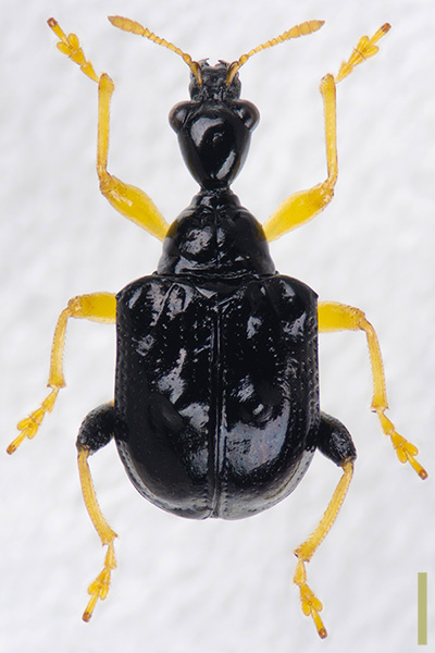 ヒメコブオトシブミ　オス