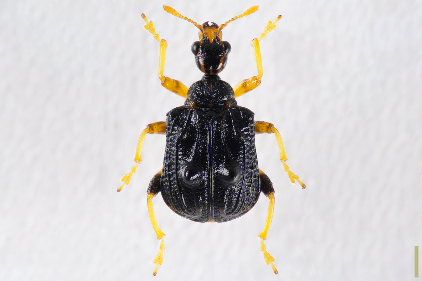 ヒメゴマダラオトシブミ　オス　拡大図