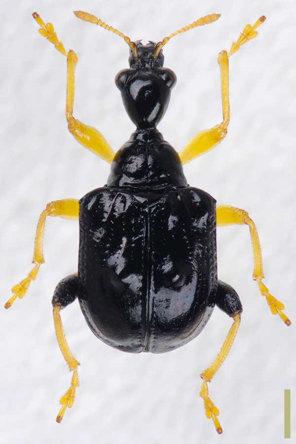 ヒメコブオトシブミ　オス　拡大図