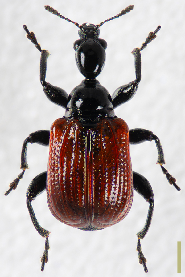 セアカヒメオトシブミ　拡大図