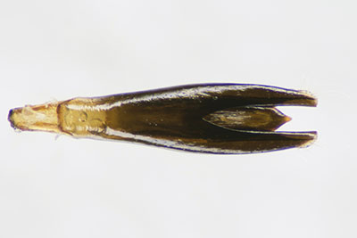 マスダクロホシタマムシ♂交尾器