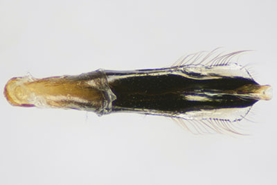 ムネアカチビナカボソタマムシ♂交尾器