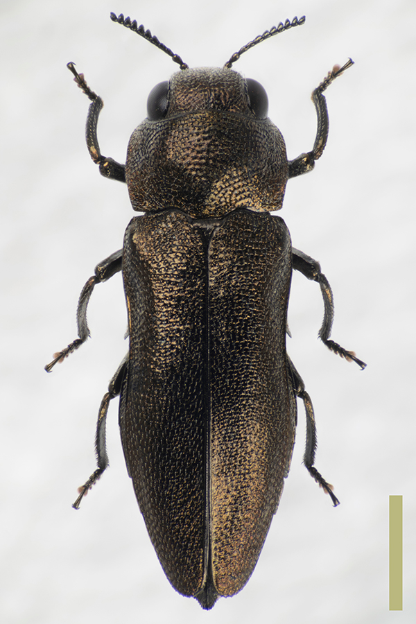 カラカネチビナカボソタマムシ♀拡大図