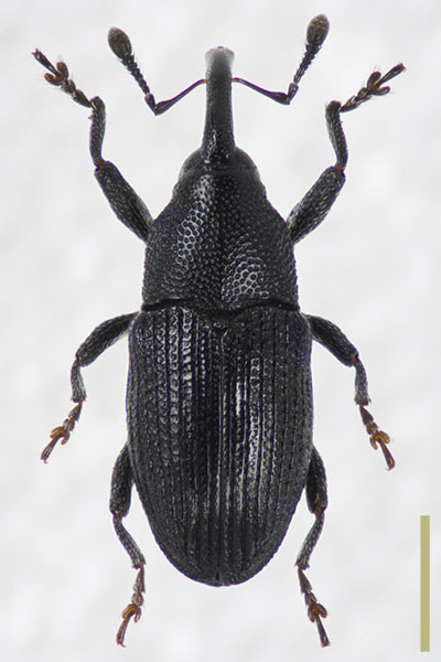 クワヒメゾウムシ