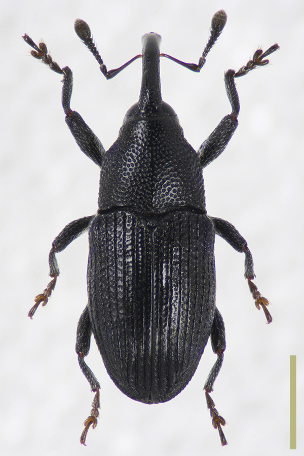 クワヒメゾウムシ　拡大図