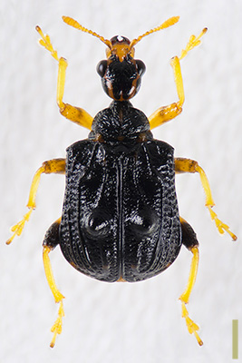 ヒメゴマダラオトシブミ　オス