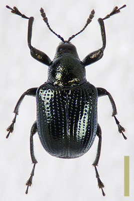 ルリオトシブミ　オス