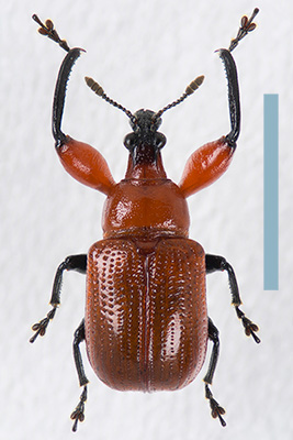 リュイスアシナガオトシブミ　オス