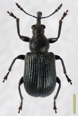 ヤナギルリチョッキリ　オス